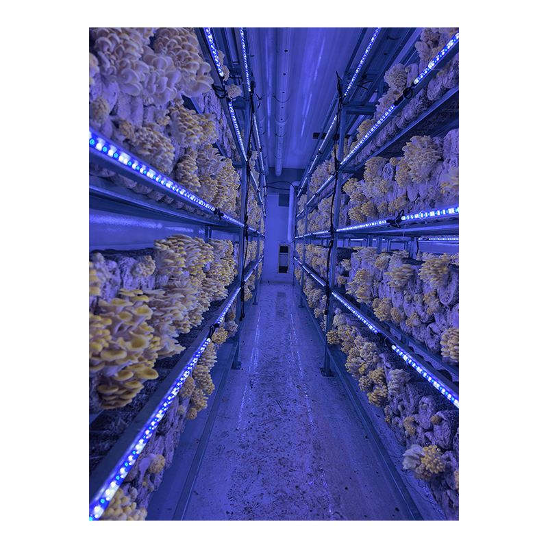 Mushroom container